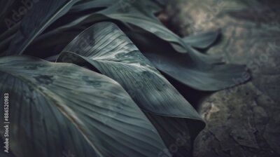 Papier peint  Strelitzia leaf moody background. Bird of paradise plant.