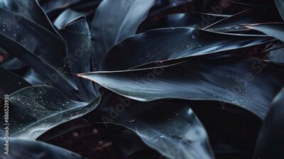 Papier peint  Strelitzia leaf moody background. Bird of paradise plant.