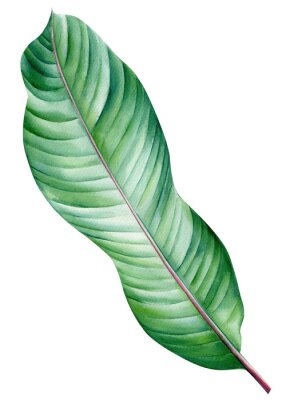 Papier peint  Strelitzia leaf on an isolated white background, watercolor hand drawing