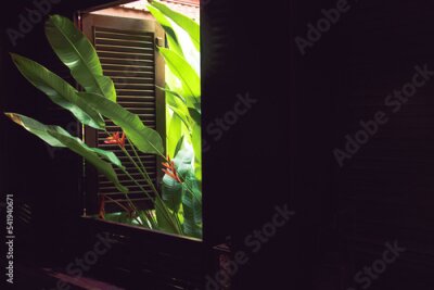 Papier peint  Strelitzia leaves peeking inside a french window that shows a calming living space and promotes mindfulness, wellness, wellbeing and holistic healing