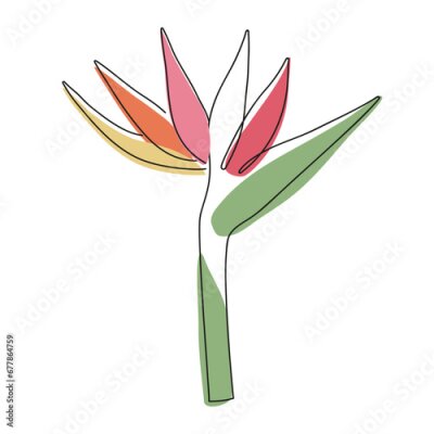 Papier peint  Strelitzia line art of hand drawn herbs vector illustration, doodle abstract flower, plant on white background. Botanical rustic trendy style
