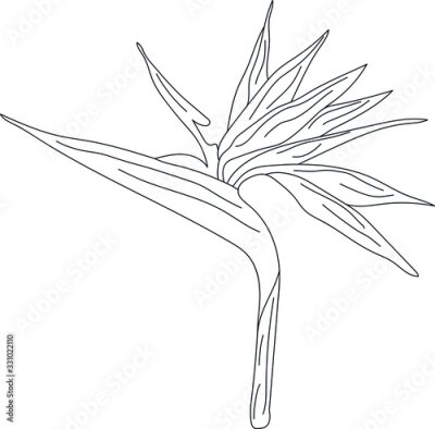 Papier peint  Strelitzia linear vector illustration. Exotic flower. Minimalism.