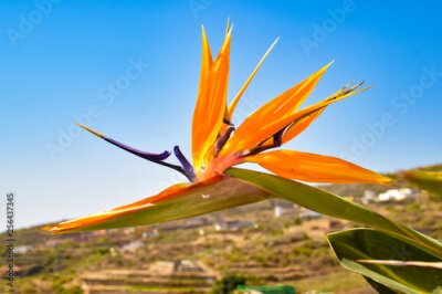 Papier peint  Strelitzia macro