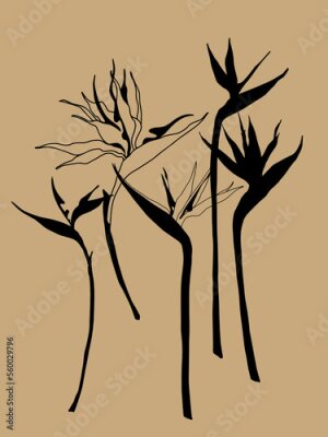Papier peint  Strelitzia minimal vector illustration
