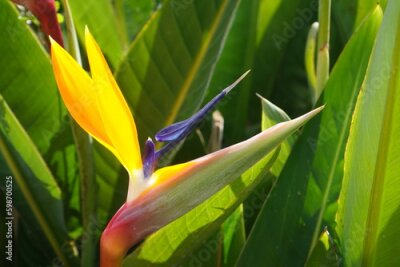 Papier peint    Strelitzia. Mountain Tavor.The botanical generic and specific names are given in honor of Princess Charlotte of Mecklenburg-Strelitz, wife of the British King George III.