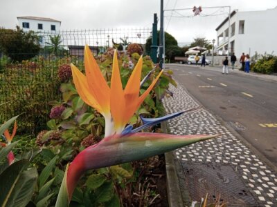 Papier peint  Strelitzia, national flower of Madeira