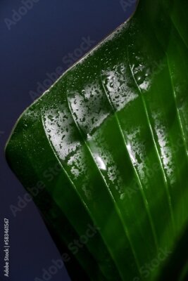 Papier peint  Strelitzia Nicolai