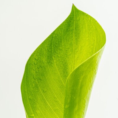 Papier peint  Strelitzia Nicolai