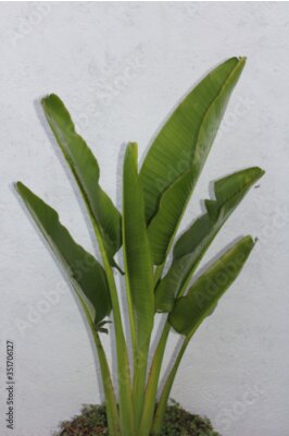 Papier peint  Strelitzia nicolai