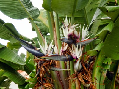 Papier peint  Strelitzia Nicolai aka White or Giant Bird of Paradise Plant or Wild Banana