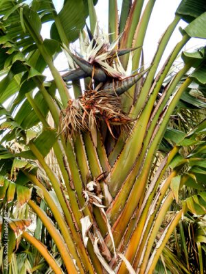 Papier peint  Strelitzia Nicolai aka White or Giant Bird of Paradise Plant or Wild Banana