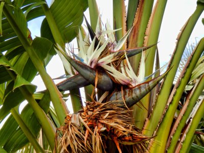 Papier peint  Strelitzia Nicolai aka White or Giant Bird of Paradise Plant or Wild Banana