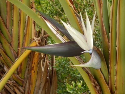 Papier peint  Strelitzia Nicolai aka White or Giant Bird of Paradise Plant or Wild Banana