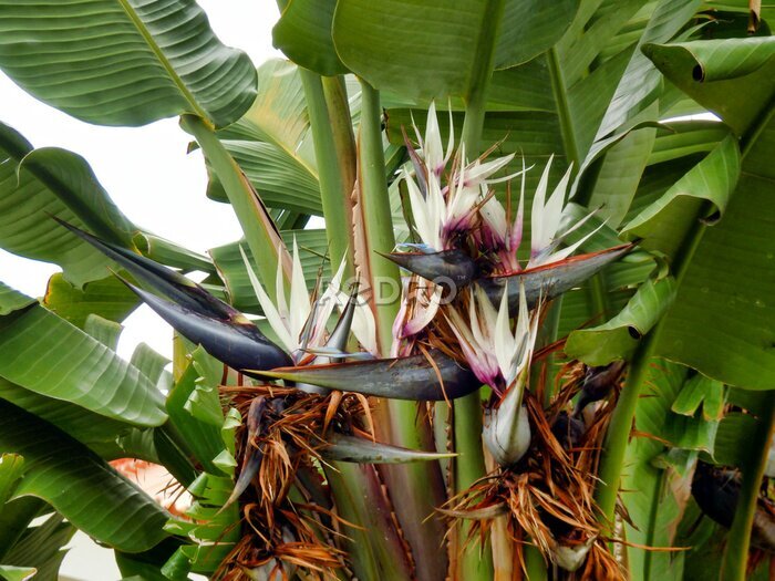 Papier peint  Strelitzia Nicolai aka White or Giant Bird of Paradise Plant or Wild Banana