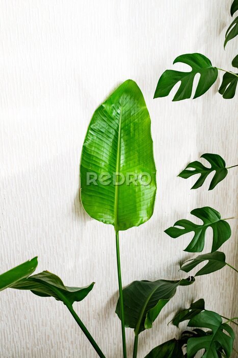 Papier peint  Strelitzia nicolai and rhaphidophora tetrasperma plants on a light background.