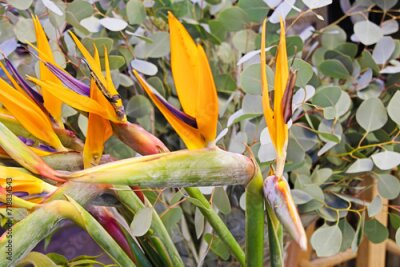 Papier peint  Strelitzia nicolai belongs to the family Strelitziaceae