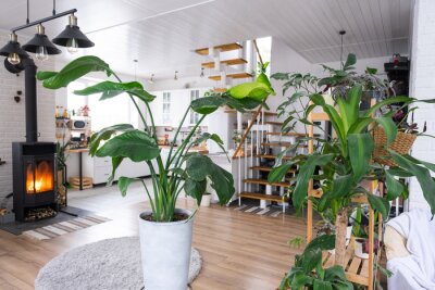 Papier peint  Strelitzia nicolai close-up in the interior on the stand. Houseplant Growing and caring for indoor plant, green home in scandinavian loft style with metal stove fireplace with hot fire