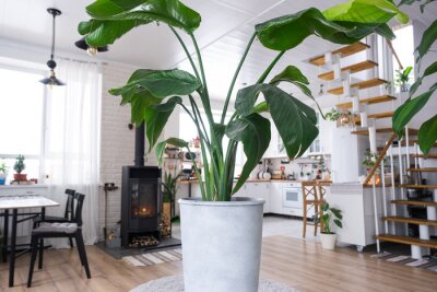 Papier peint  Strelitzia nicolai close-up in the interior on the stand. Houseplant Growing and caring for indoor plant, green home in scandinavian loft style with metal stove fireplace with hot fire