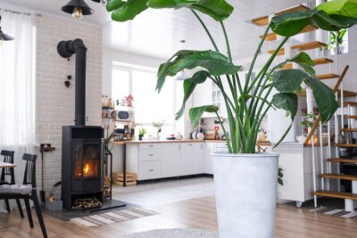 Papier peint  Strelitzia nicolai close-up in the interior on the stand. Houseplant Growing and caring for indoor plant, green home in scandinavian loft style with metal stove fireplace with hot fire