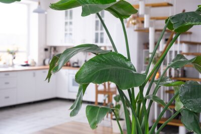 Papier peint  Strelitzia nicolai close-up in the interior on the stand. Houseplant Growing and caring for indoor plant, green home in scandinavian loft style with metal stove fireplace with hot fire