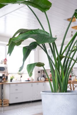 Papier peint  Strelitzia nicolai close-up in the interior on the stand. Houseplant Growing and caring for indoor plant, green home in scandinavian loft style with metal stove fireplace with hot fire