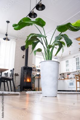 Papier peint  Strelitzia nicolai close-up in the interior on the stand. Houseplant Growing and caring for indoor plant, green home in scandinavian loft style with metal stove fireplace with hot fire