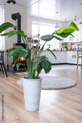 Papier peint  Strelitzia nicolai close-up in the interior on the stand. Houseplant Growing and caring for indoor plant, green home in scandinavian loft style with metal stove fireplace with hot fire