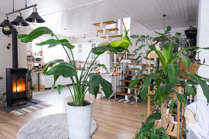 Papier peint  Strelitzia nicolai close-up in the interior on the stand. Houseplant Growing and caring for indoor plant, green home in scandinavian loft style with metal stove fireplace with hot fire