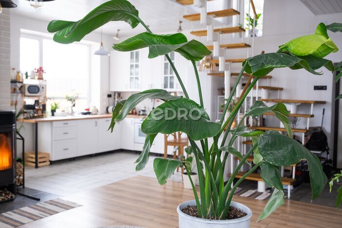 Papier peint  Strelitzia nicolai close-up in the interior on the stand. Houseplant Growing and caring for indoor plant, green home in scandinavian loft style with metal stove fireplace with hot fire