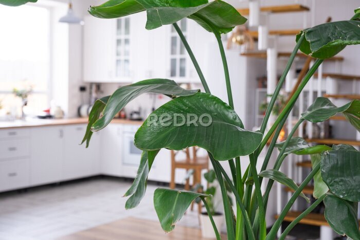 Papier peint  Strelitzia nicolai close-up in the interior on the stand. Houseplant Growing and caring for indoor plant, green home in scandinavian loft style with metal stove fireplace with hot fire