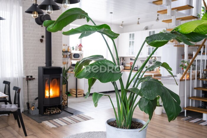 Papier peint  Strelitzia nicolai close-up in the interior on the stand. Houseplant Growing and caring for indoor plant, green home in scandinavian loft style with metal stove fireplace with hot fire