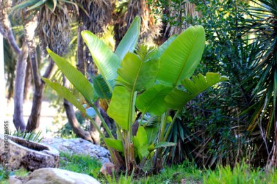 Papier peint  Strelitzia Nicolai (Exotique, Rustique, Parc, Barcelona, Barcelone)