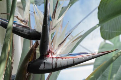 Papier peint  Strelitzia nicolai flower