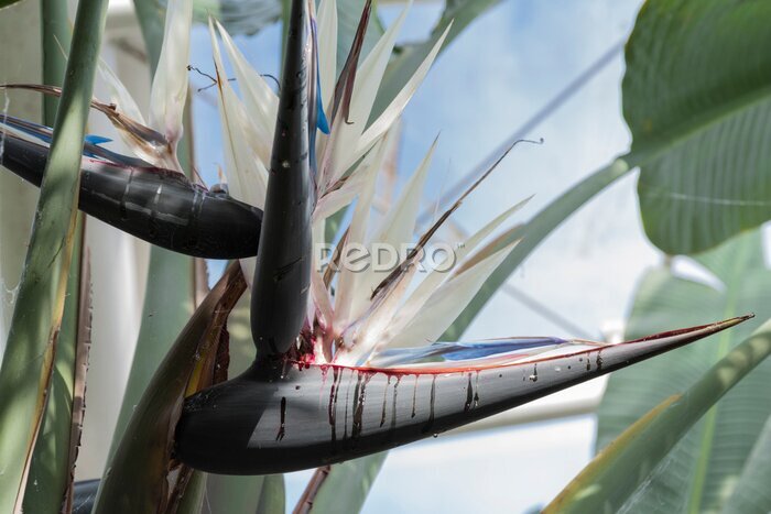 Papier peint  Strelitzia nicolai flower