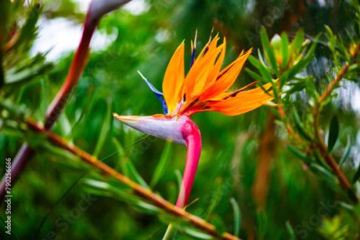 Papier peint  Strelitzia nicolai flowers in the garden