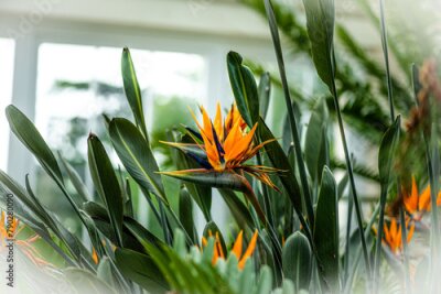 Papier peint  Strelitzia nicolai flowers in the garden