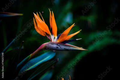 Papier peint  Strelitzia nicolai flowers in the garden