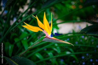 Papier peint  Strelitzia nicolai flowers in the garden