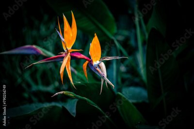 Papier peint  Strelitzia nicolai flowers in the garden