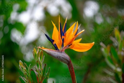 Papier peint  Strelitzia nicolai flowers in the garden