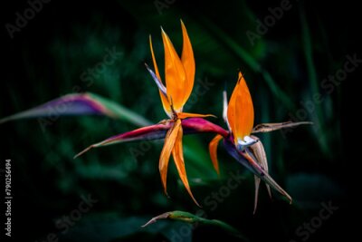 Papier peint  Strelitzia nicolai flowers in the garden