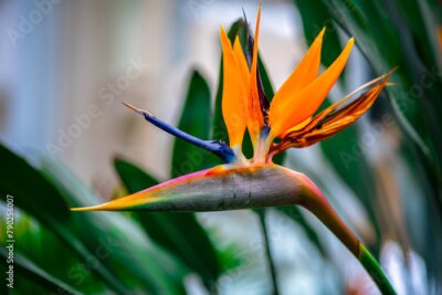 Papier peint  Strelitzia nicolai flowers in the garden