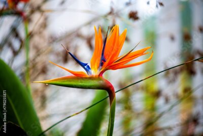 Papier peint  Strelitzia nicolai flowers in the garden