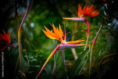Papier peint  Strelitzia nicolai flowers in the garden