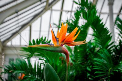 Papier peint  Strelitzia nicolai flowers in the garden