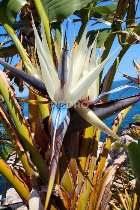 Papier peint  Strelitzia nicolai. Giant White Bird of Paradise flower