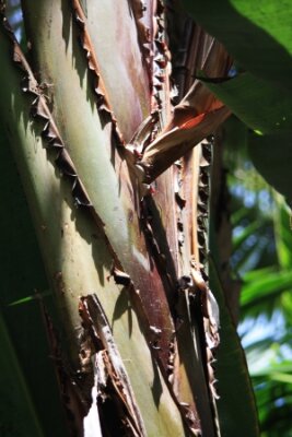 Papier peint  Strelitzia Nicolai, Gran Canaria, Espagne