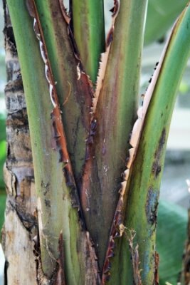 Papier peint  Strelitzia Nicolai, Gran Canaria, Espagne
