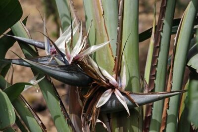 Papier peint  Strelitzia Nicolai, Gran Canaria, Espagne