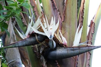 Papier peint  Strelitzia Nicolai, Gran Canaria, Espagne